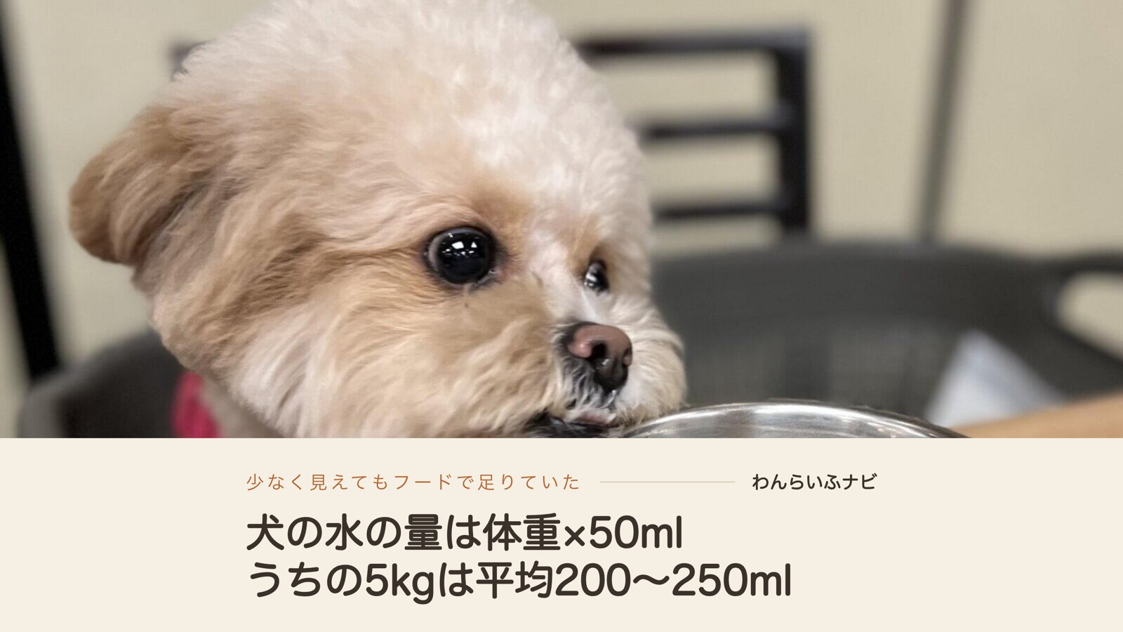ステンレスの器のふちにあごをのせて、上目づかいでこちらを見るクリーム色のポメプー