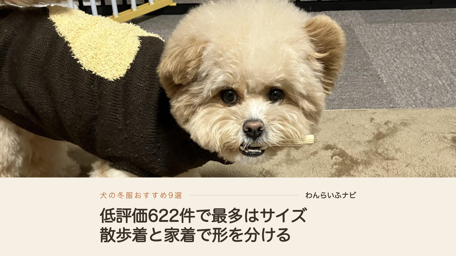 茶色と黄色のニットを着て、おやつをくわえてこちらを見るポメプーのパフィ