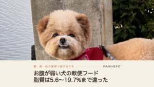 赤いハーネスを付けて散歩中に電柱の前で振り向く、アプリコットの毛のポメプー