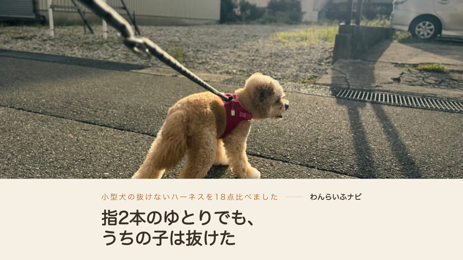 ピンクのベスト型ハーネスを着けてリードをつなぎ、道路で立ち止まって前を見るポメプー