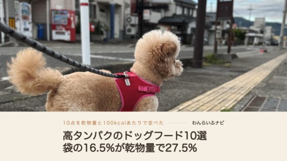 赤いメッシュハーネスをつけて点字ブロックの横に立ち、横を向いて道の先を見るクリーム色のパフィ