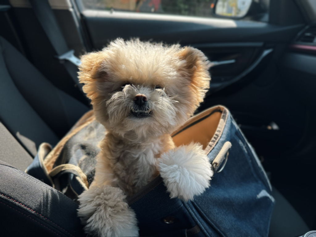 車の後部座席でデニムのキャリーバッグの縁に前足をかけて身を乗り出すポメプー