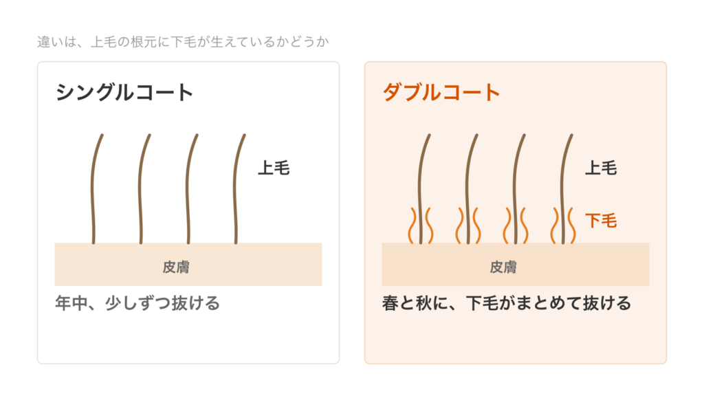 シングルコートは上毛だけ、ダブルコートは上毛の根元に下毛が生えていることを毛穴の断面で比べた図