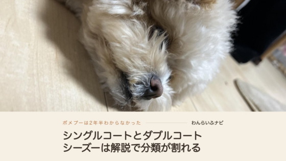 フローリングに横向きに寝そべるポメプーの顔の寄り。鼻先とうねうねした癖っ毛の質感が写っている