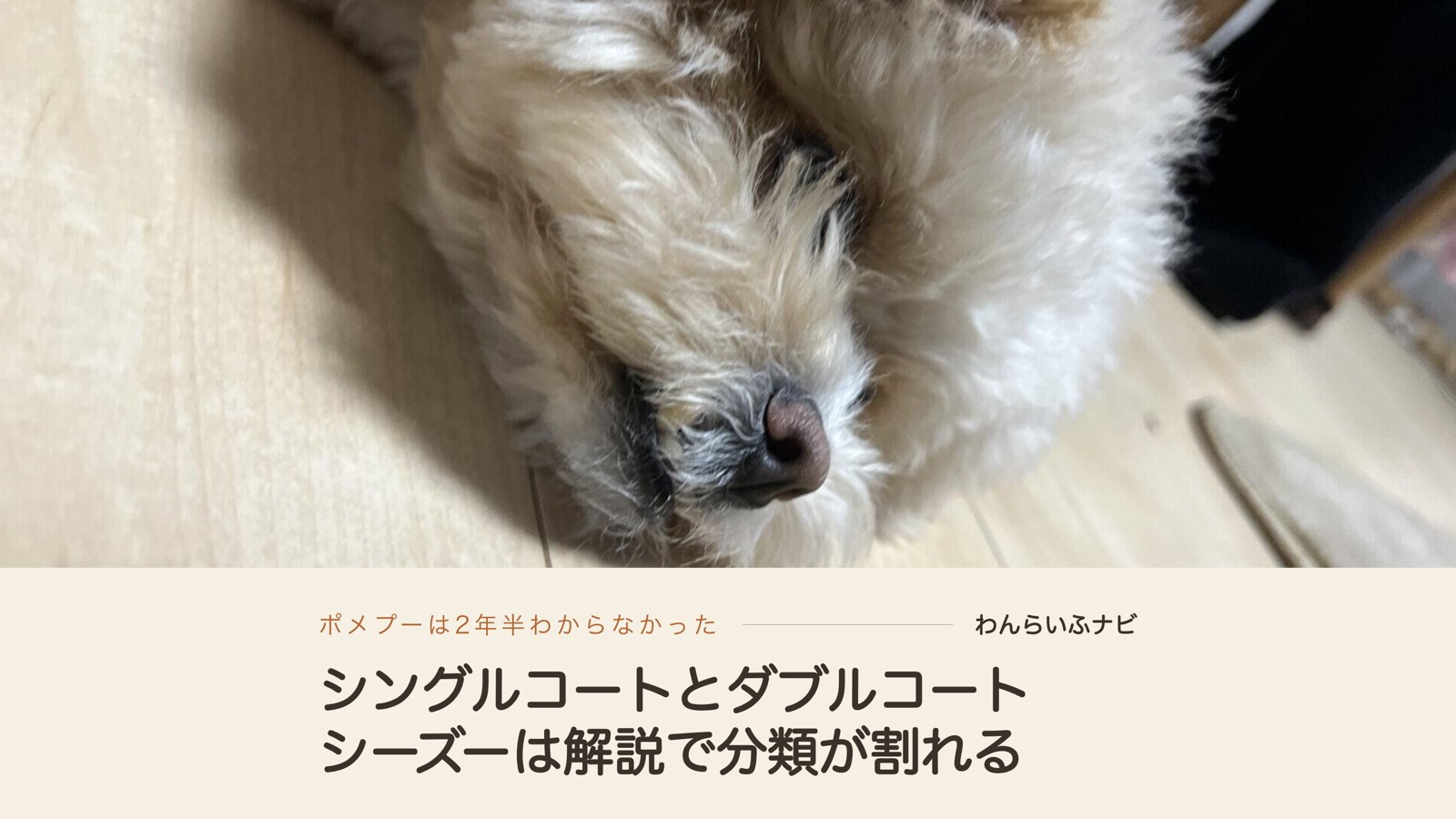 フローリングに横向きに寝そべるポメプーの顔の寄り。鼻先とうねうねした癖っ毛の質感が写っている