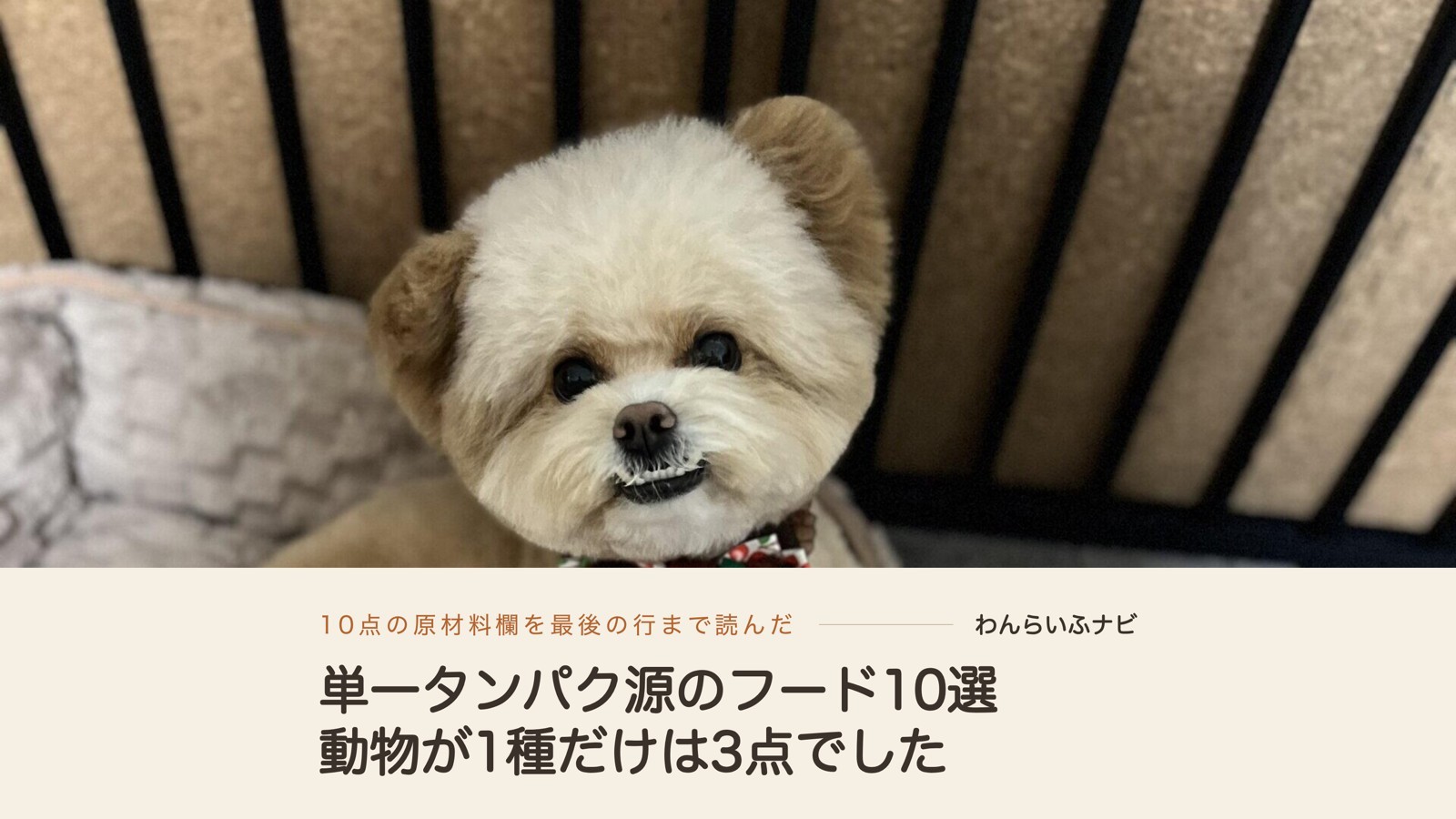 木の柵の前のベッドに座り、さくらんぼ柄の蝶ネクタイをつけてこちらを見上げるクリーム色の犬