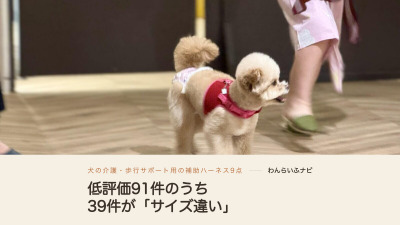 赤いハーネスとマナーパンツを着けて室内のフローリングを歩くポメプー