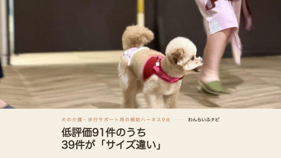 赤いハーネスとマナーパンツを着けて室内のフローリングを歩くポメプー